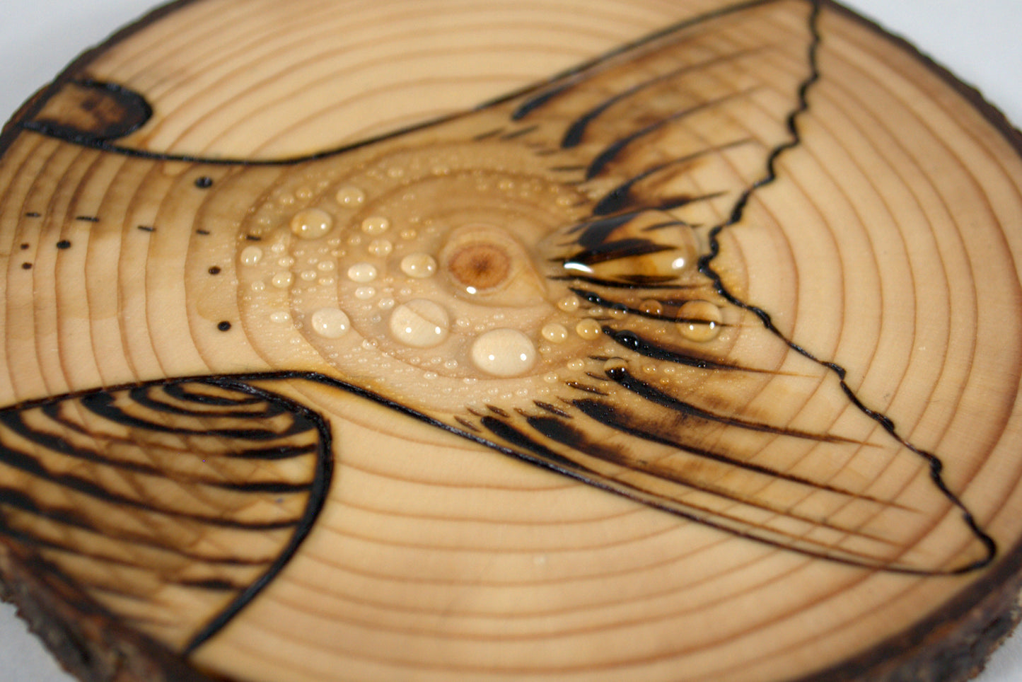 Channel Catfish Coaster Set