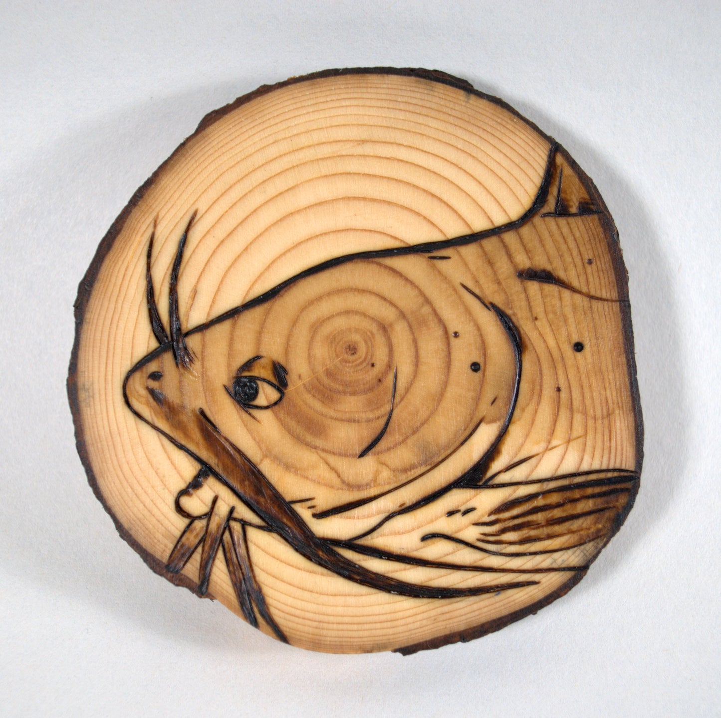 Channel Catfish Coaster Set