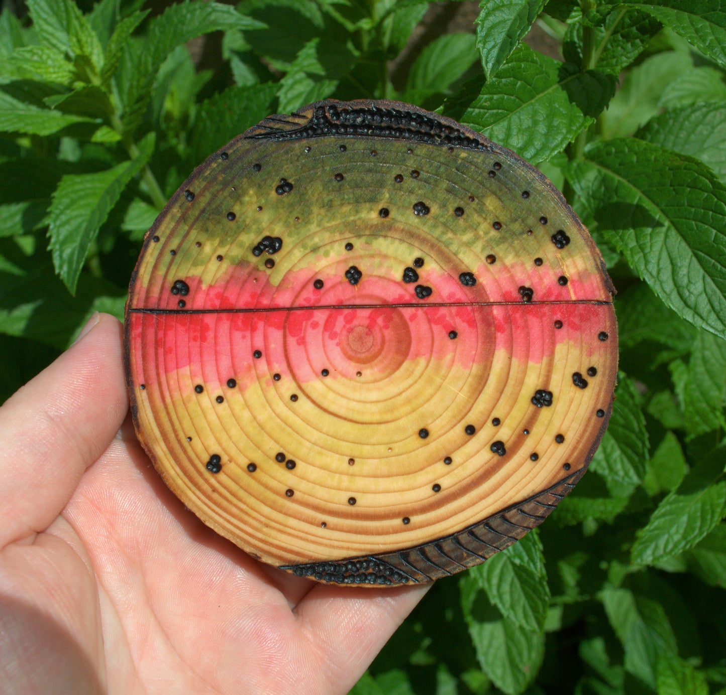 Rainbow Trout Coaster Set/Wall Art