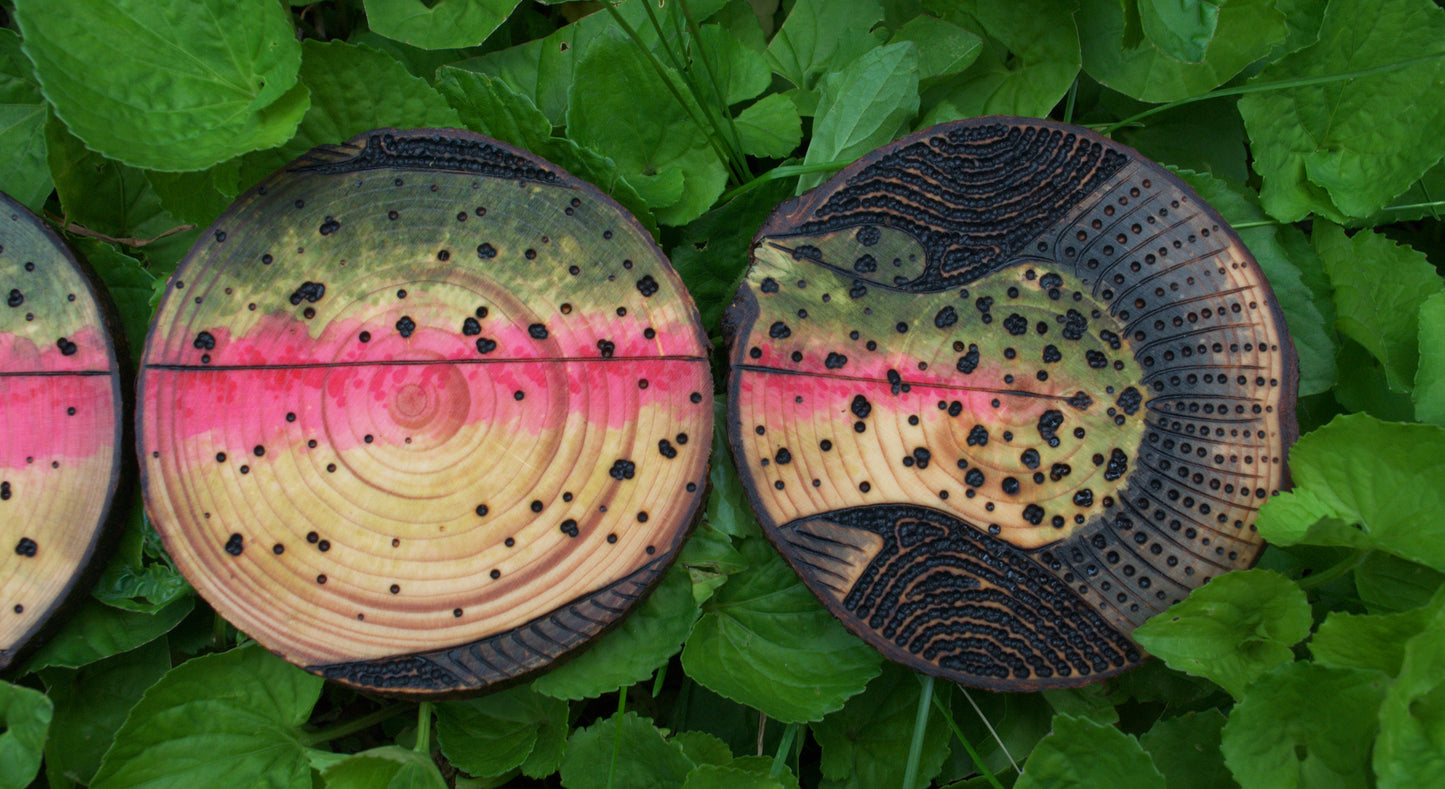 Rainbow Trout Coaster Set/Wall Art